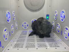 -爱洗澡的猫(望京店)