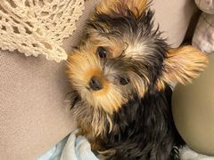 -翊宠yipet猫狗购宠庄园犬舍•猫舍