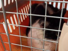 -中农国际动物医院24小时·猫科·骨科·急重症中心