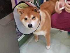 -瑞鹏宠物医院·宠保定点·心脏科·内科(御桥分院)