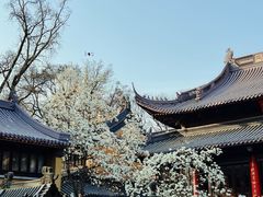 -灵谷景区