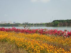 -海珠湖公园