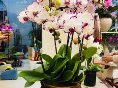 -双季花艺园艺市场(浦东店)