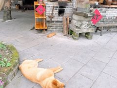 -青城甲(青城山店)