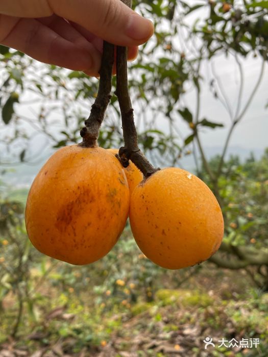 金果园(北碚)-图片-重庆休闲娱乐-大众点评网