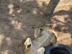 -西霞口神雕山野生动物世界