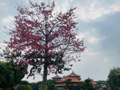 -广东圆玄道观