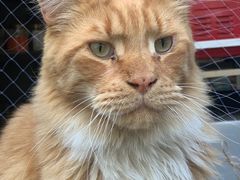 -喵屿·大理花园猫咖