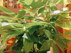 -小八仙·宴(三峡茶庄店)