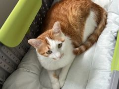 -宠福鑫动物医院(望京分院)