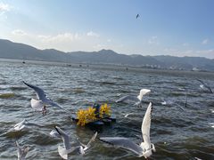 -海埂大坝
