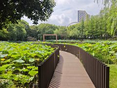 -陈家山荷花公园