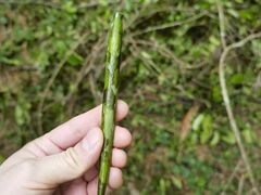 -西双版纳基诺山寨