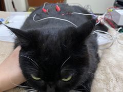 -美联众合动物医院·24h转诊中心