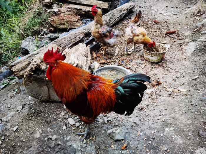 年4月7日打分寨子的建筑比较有特色,春天去的,寨子外面种了很多梨树