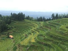 -紫鹊界梯田景区