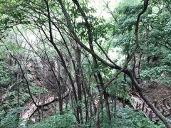 -大岭沟猕猴桃谷风景区