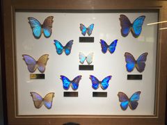 -上海昆虫博物馆