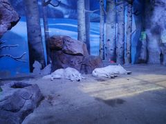 -芜湖新华联大白鲸海洋公园