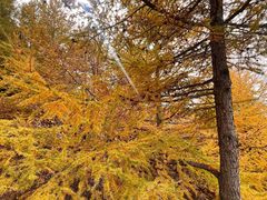 -苏木山森林公园