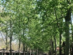 -杨柳青庄园
