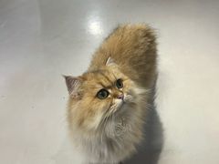 -豆逗聊愈猫阁Easy Life