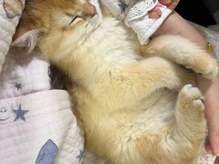 -关爱宠物医院·猫科中心·消化科(滨湖万达分院)