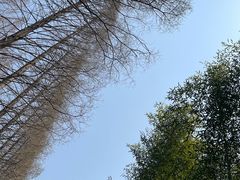 -黄海国家森林公园