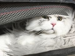 -美联众合动物医院·24h转诊中心