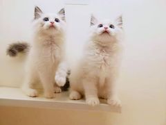 -十年猫舍·猫咪专门店(普陀店)