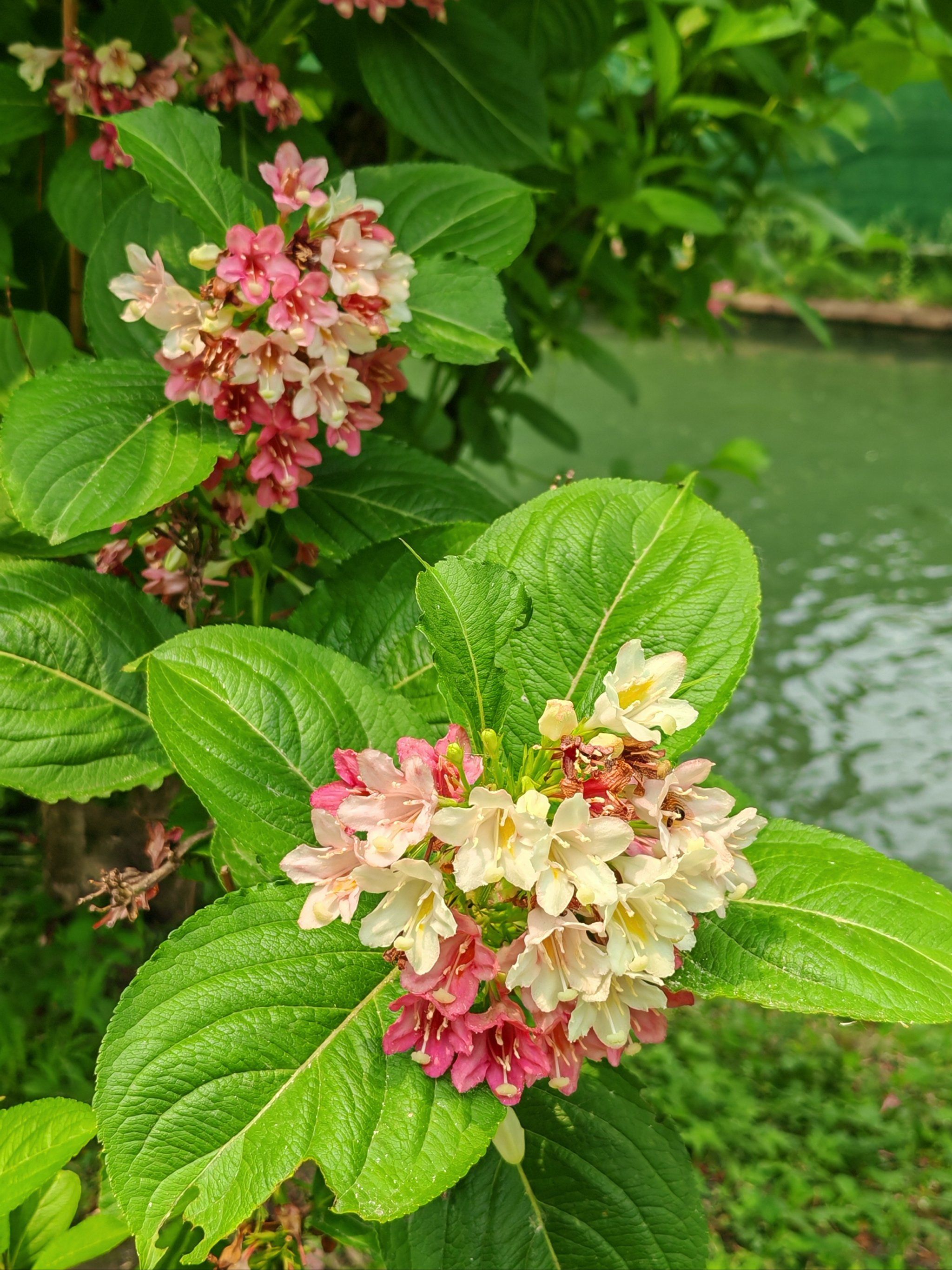 水边的锦带花也是花团锦簇啊!