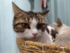 -安格丽娜·狗咖·猫咖羊驼咖(春熙路百盛商场店)