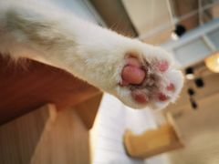 -momokira米努特·德文卷毛猫·棉花面纱犬