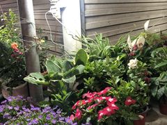 -万商花鸟市场
