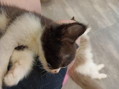 -楼上猫咖(罗湖店)