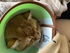 -乐派堂宠物医院·猫友好· 心脏科(东街店)