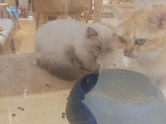 -藏猫猫咖啡主题馆(中央大道店)