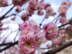 -无锡梅园公园