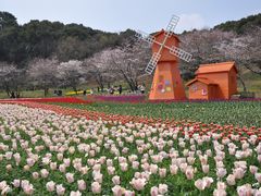 -苏州上方山国家森林公园