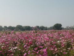 -西青郊野公园