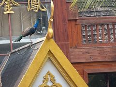 -西双版纳原始森林公园