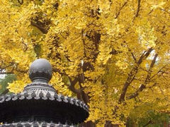 iphone_upload_pic-北京石景山游乐园