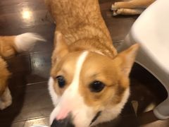 -柯斗斗主题餐厅·狗咖·围炉煮茶·茶饮(国瑞升平里店)