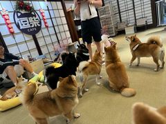 -逗柴咖啡屋·狗咖猫咖宠物桌游