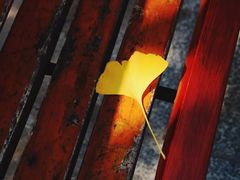 -四川大学(华西校区)