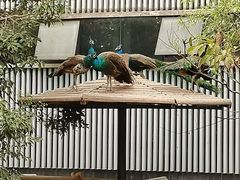 -成都动物园