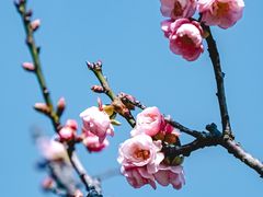 -荔枝公园(福田区)