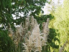 -长兴太湖图影湿地文化园