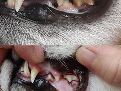 -PETKIT 小佩宠物·低压洗护·美容·寄养(安远店)