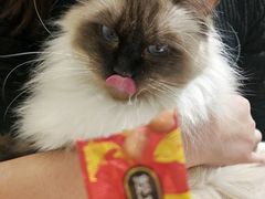 -藏猫猫咖啡主题馆(中央大道店)